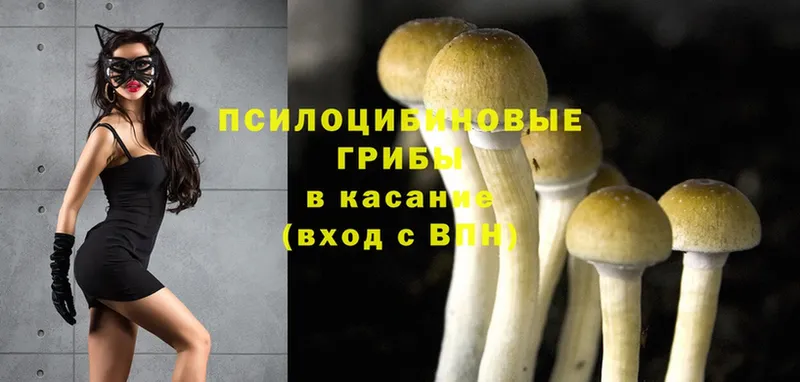 Галлюциногенные грибы Psilocybe  Ковылкино 